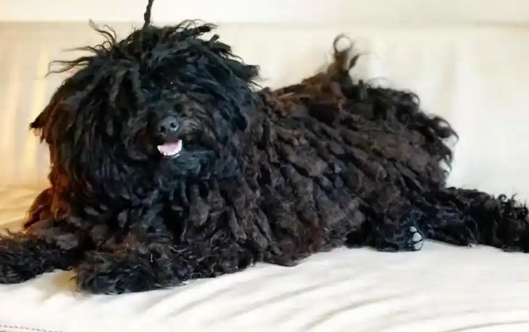 老年人养波利犬好吗