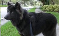 老年人养蓝湾牧羊犬可以吗