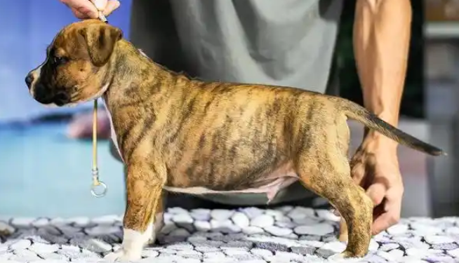 老年人养虎皮犬好不好 老年人养虎皮犬好不好