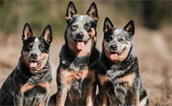 老年人养澳大利亚牧牛犬好吗