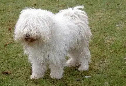 老年人养波利犬可以吗 老年人养波利犬可以吗