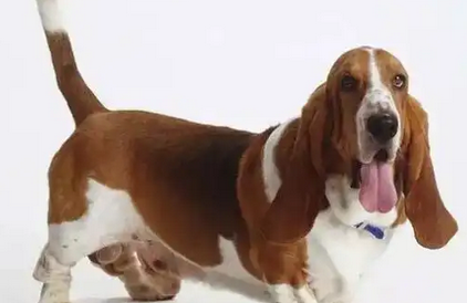 老人养巴吉度犬好吗