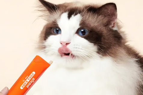速酷猫条怎么样