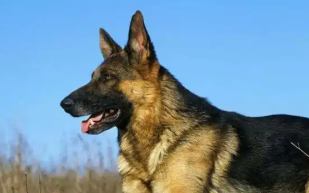 老年人养黑背犬好吗