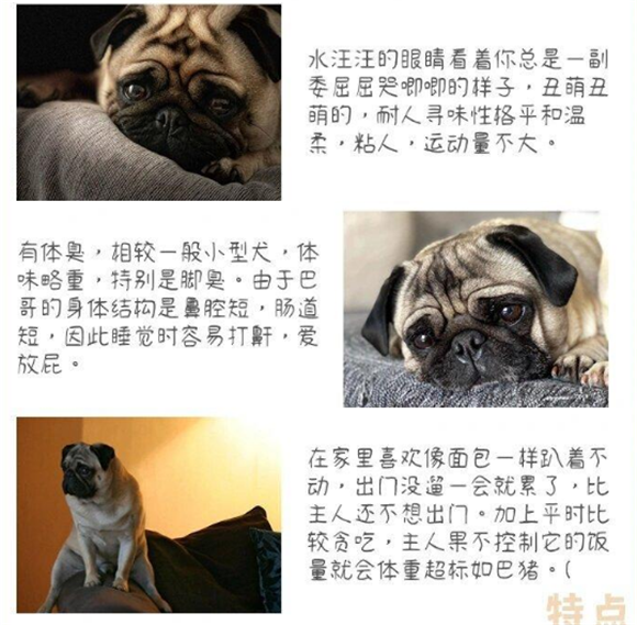 新手养狗必看|100犬种图鉴之巴哥