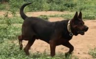 老年人养莱州红犬可以吗