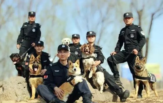 柯基当警犬，全国第一只！