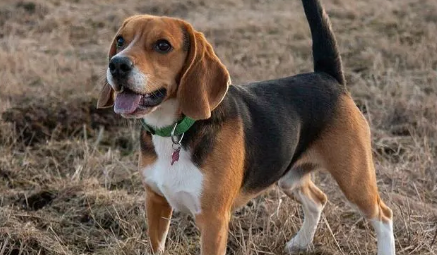 老年人养比格猎犬好吗