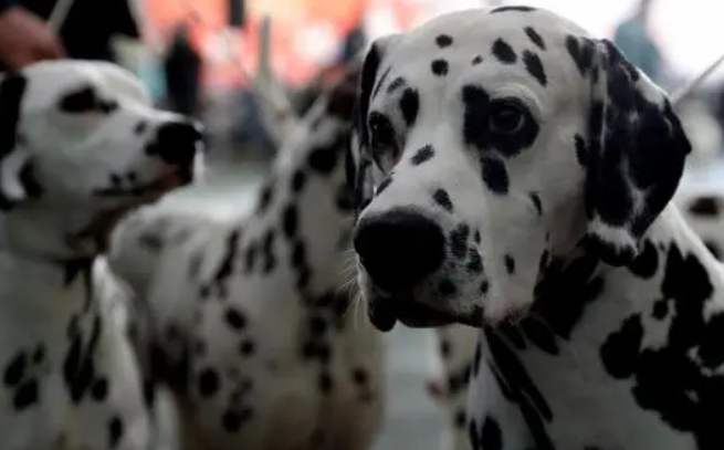 犬种小科普之被上帝洒了一身墨点的大麦町犬！