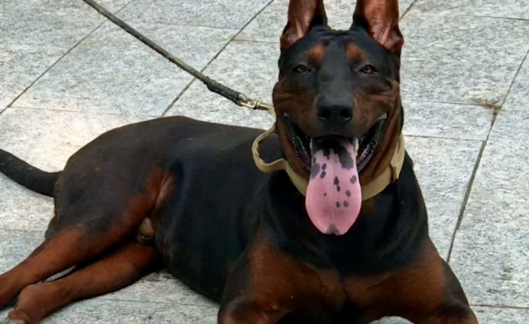 老年人养莱州红犬好不好