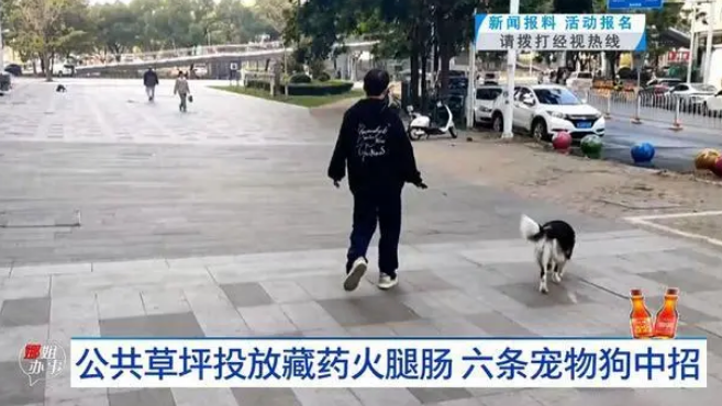 公共草坪投放藏药火腿肠 六条宠物狗中招