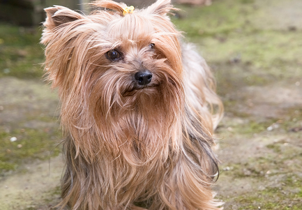老年人养波利犬好不好 老年人养波利犬好不好