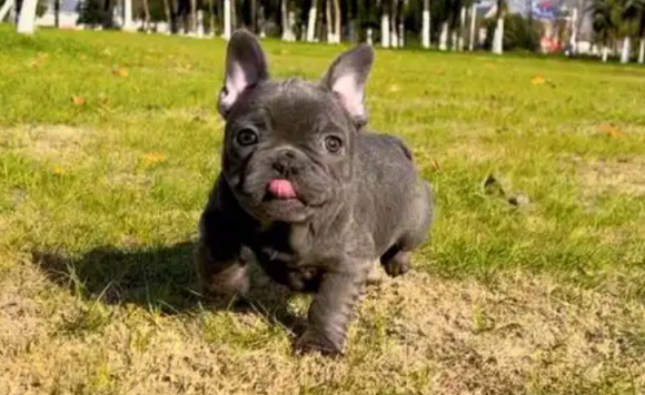 老年人养蓝牛犬好吗 老年人养蓝牛犬好吗