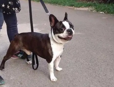 老人养波士顿梗犬好不好