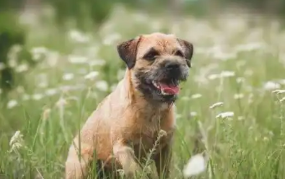 边境梗，体型比较小的梗犬！