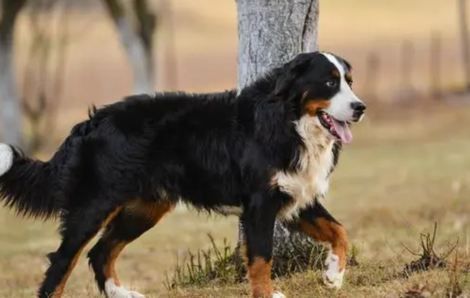 老年人养伯恩山犬好吗