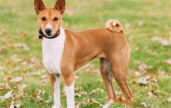 老年人养巴仙吉犬可以吗 老年人养巴仙吉犬可以吗