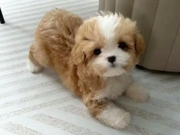 老年人养马尔泰犬好不好 老年人养马尔泰犬好不好