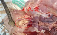 鸡法氏囊的症状和治疗