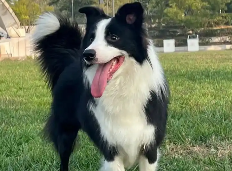 老年人养边境梗犬好吗