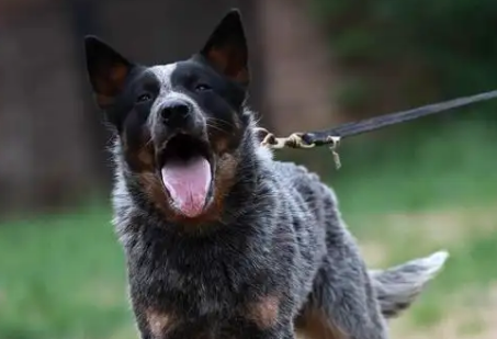 老年人养澳大利亚牧牛犬可以吗