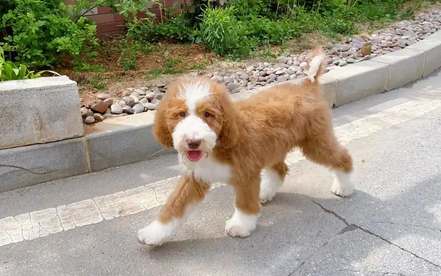 老人养巨贵犬好不好 老人养巨贵犬好不好