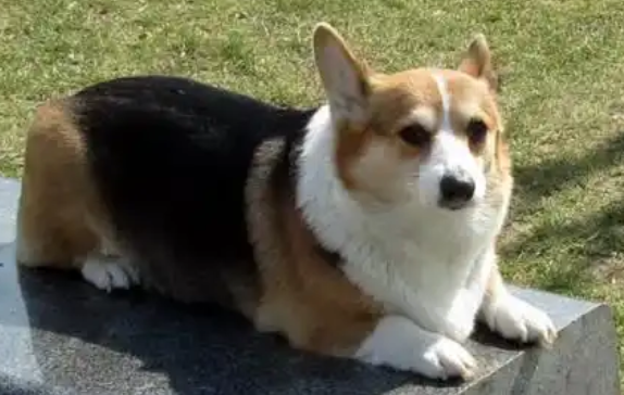 老年人养柯基犬好吗