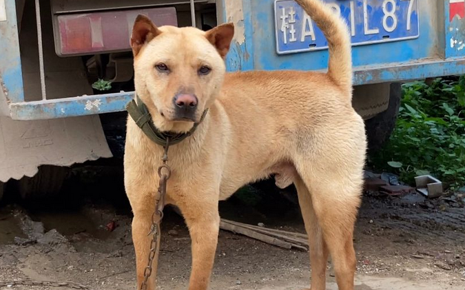 老人养土猎犬的好处 老人养土猎犬的好处