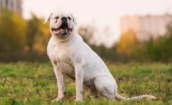 如何训练波士顿梗犬，速来了解