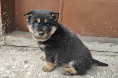 老人养四眼犬好吗