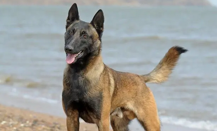 老年人适合养马犬吗