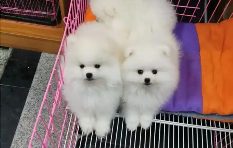 老人养博美犬好吗