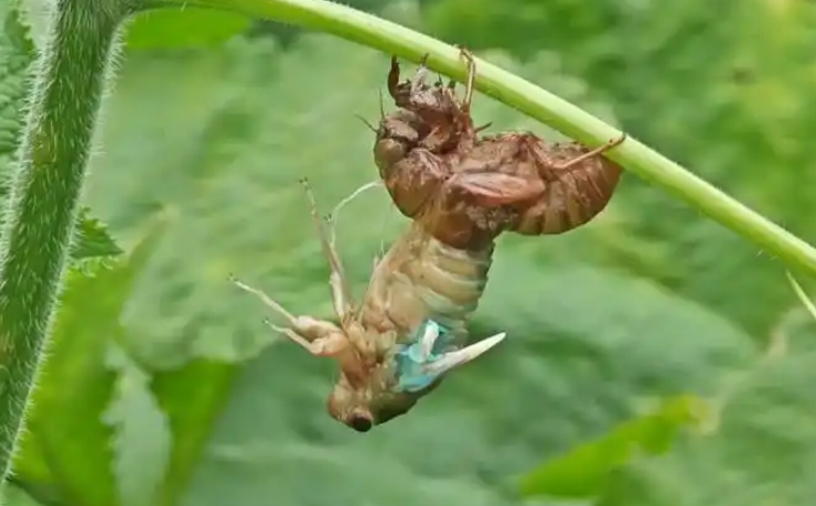 蝉的蜕壳过程 蝉的蜕壳过程