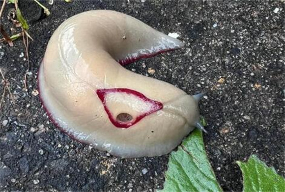 蛞蝓功效作用