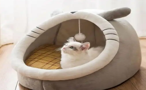 坏小宠