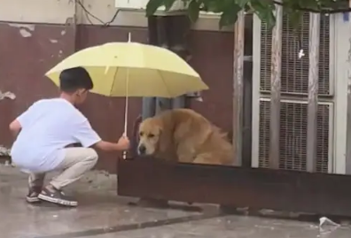 男孩看见金毛在淋雨，马上拿伞过去为它挡雨！