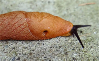 怎样杀死蛞蝓