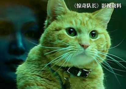 波兰机构把猫列为“外来入侵物种” 爱猫人士怒了