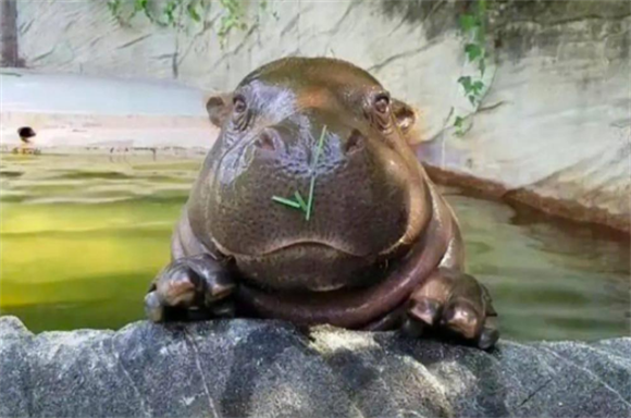河马是食草动物吗