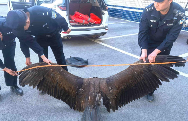 秃鹫翅膀受伤被困,襄阳保康警民爱心接力救助 秃鹫翅膀受伤被困,襄阳保康警民爱心接力救助