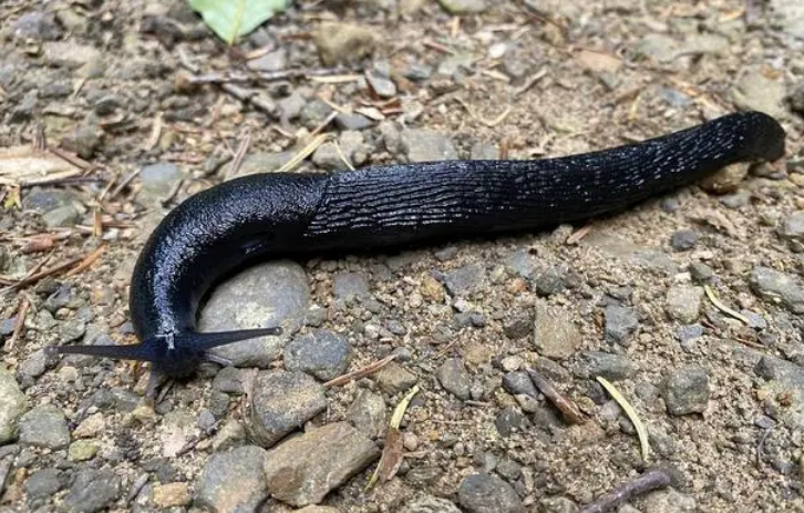 鼻涕虫会飞吗