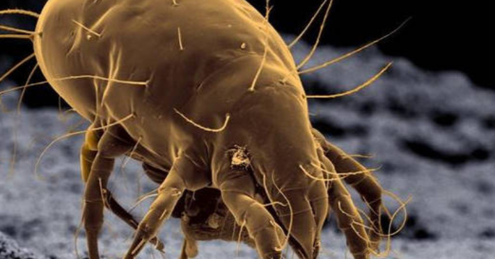 床上的螨虫肉眼能看到吗