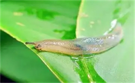 怎么防治蛞蝓