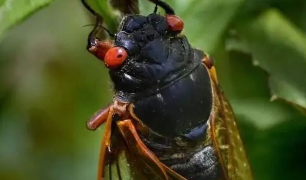 蝉是昆虫吗