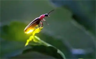 现在哪里还有萤火虫