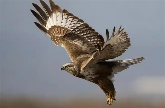 老鹰是什么样子的