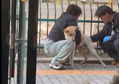 医生给狗狗看病，它害怕的往主人怀里窜！