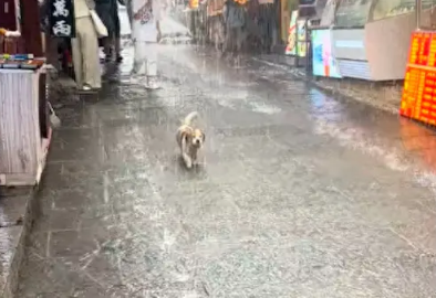 突然下起了暴雨，一只狗却还在继续冒雨前行