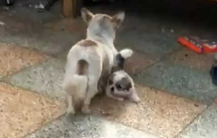 狗子:妈呀我不想回家我还想再玩会!狗妈:不,你想回家! 狗子:妈呀我不想回家我还想再玩会!狗妈:不,你想回家!