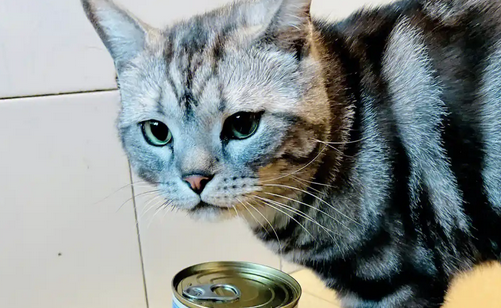 蓝噜噜猫罐头的成分介绍,你们了解多少? 蓝噜噜猫罐头的成分介绍,你们了解多少?